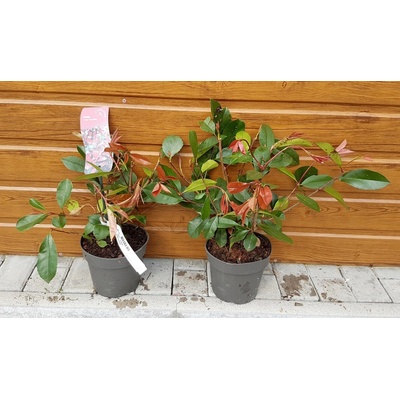 Červienka Fraserova (Photinia fraseri ´Red Robin´) veľkosť 50-75cm