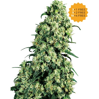 Sensi Seeds Skunk #1 semienka neobsahujú THC 3 ks