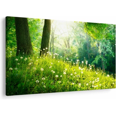Obraz - Magická lúka plná púpav, jednodielne 150x100 cm