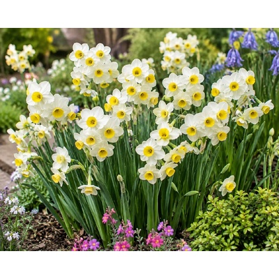 Narcis 'Minnow' 5 ks