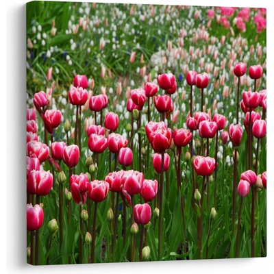 Obraz tulipánů, jednodílný 70x70 cm