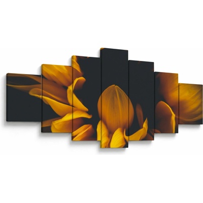 Obraz - Slnečnica v čiernom pozadí, sedemdielne 210x100 cm