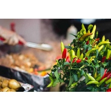 CHILLIMAT Chilli semena Tabasco 10 ks