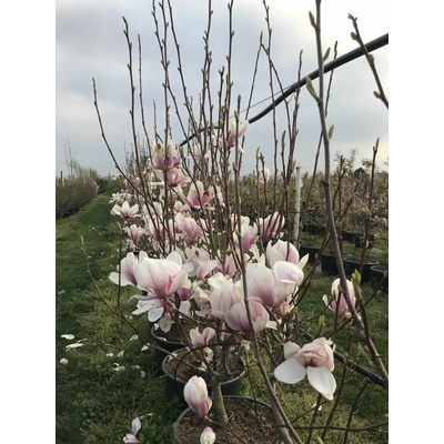 Magnolia soulangeana Prodejní velikost: 080/100, Velikost hrnku: 15 l – Hledejceny.cz
