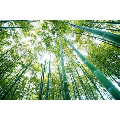 Preinterier FT0157 Fototapeta na stenu Stromy vlies 152cm x 104cm