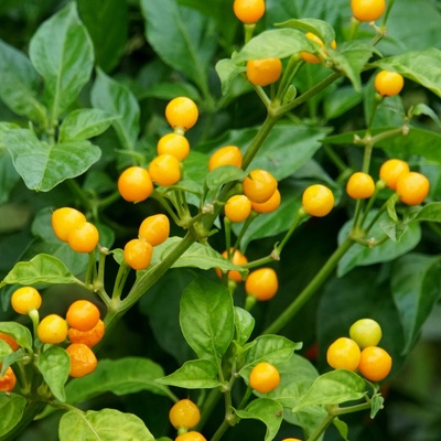 Chilli Aji Charapita Yellow Capsicum chinense predaj semien 7 ks