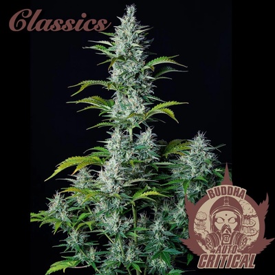 Buddha Seeds Critical AUTO semienka neobsahujú THC 3 ks