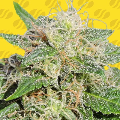 Original Sensible Seeds Super Auto Lemon Haze semienka neobsahujú THC 25 ks