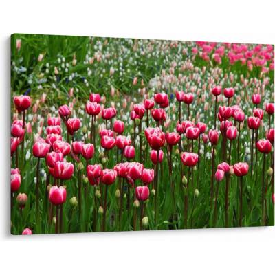Obraz tulipánov, jednodielne 100x70 cm
