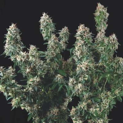 Pyramid Seeds Tutankhamon x Cookies USA semienka neobsahujú THC 5 ks