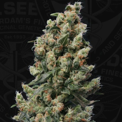 T.H. Seeds Kushage regular semienka neobsahujú THC 10 ks