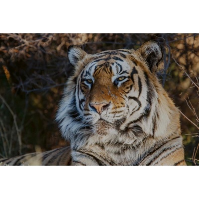 Dimex MS-5-0597 Vliesová fototapeta Majestátní tygr rozměry 375 x 250 cm