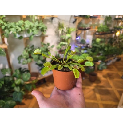 PlantBros flower Dionaea muscipula Mucholapka Konkrétna rastlina: Bez keramického kvetináča