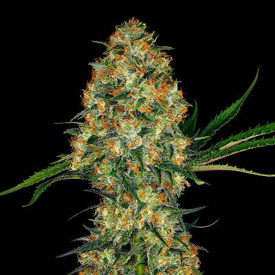 Sensi Seeds Hindu Kush semienka neobsahujú THC 3 ks