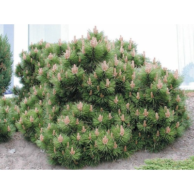 Borovica horská Mugo Pumilio, výška 15-30 cm, kvetináč 2 l