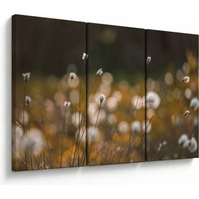 Obraz - Louka s cottongrass N⁰2, třídílný 120x80 cm
