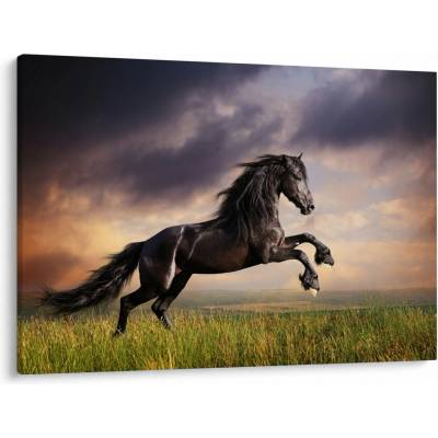 Obraz - Kone, jednodielne 100x70 cm