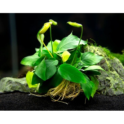 Anubias nana Big 5,5 cm