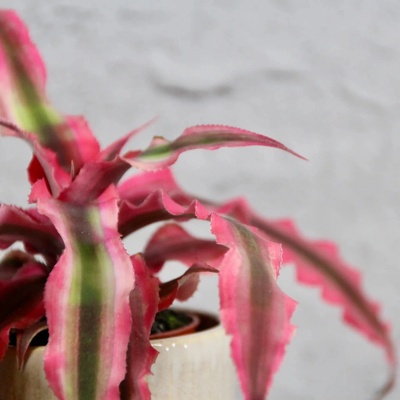 Cryptanthus super pink baby