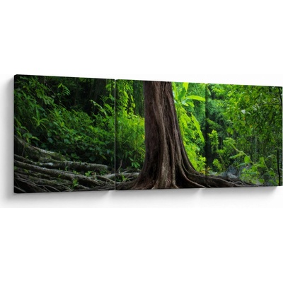 Obraz - Starý strom s koreňmi, trojdielne 150x50 cm
