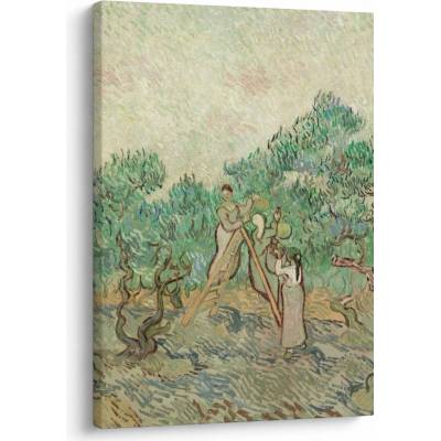 Obraz - Vincent van Gogh, The Olive Orchard, reprodukcia, jednodielny 50x70 cm