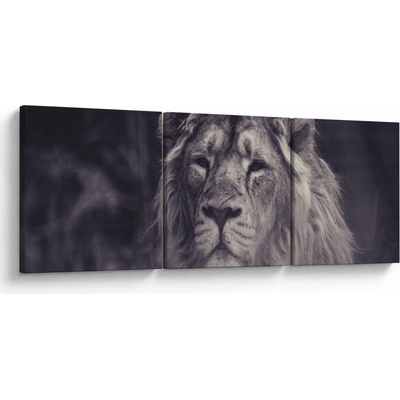 Obraz leva, trojdielne 120x40 cm