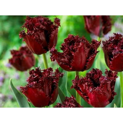 Tulipán Labrador 7 ks v balení