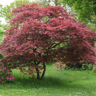 Javor japonský Acer palmatum semená 5 ks