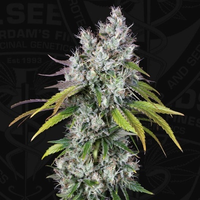 T.H. Seeds Underdawg OG semienka neobsahujú THC 5 ks