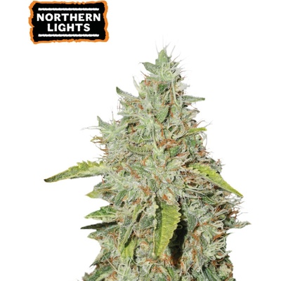 Seedstockers Northern Lights semienka neobsahujú THC 25 ks