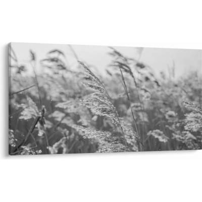Obraz - Tráva vo vetre, jednodielne 120x70 cm