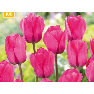 Tulipán Triumph Pink 15 ks v balení