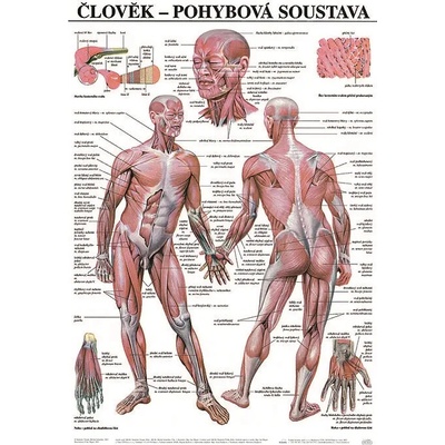 Scientia Pohybová soustava, 67 x 96 cm – Hledejceny.cz