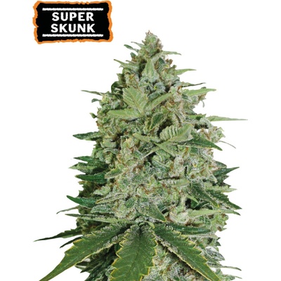Seedstockers Super Skunk semienka neobsahujú THC 25 ks