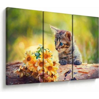 Obraz mačiatka pozerajúce sa na kvetinu, trojdielne 120x80 cm
