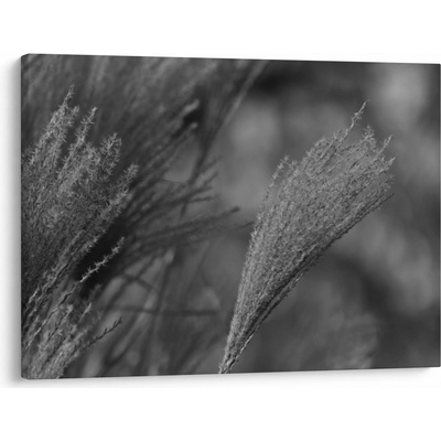 Obraz - Sušená pampová tráva, jednodílný 70x50 cm