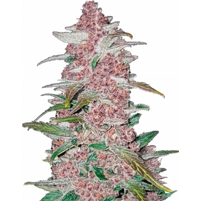 420 Fast Buds Blackberry AUTO semena neobsahují THC 3 ks – Hledejceny.cz