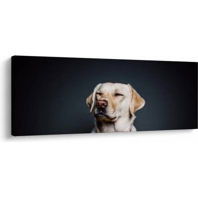Obraz labradora, jednodielne 100x40 cm