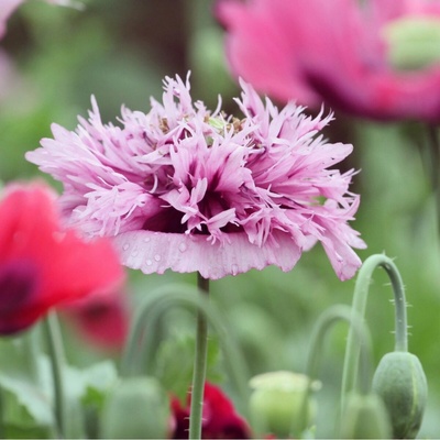 Mák okrasný Lilac Pompon Papaver somniferum semena máku 200 ks