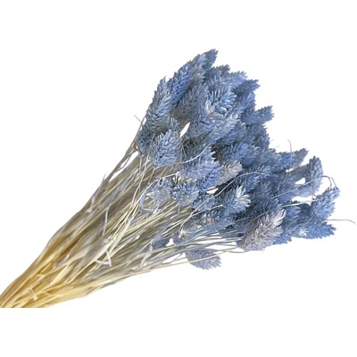 Sušená tráva Phalaris - Chrastica 90g - pastelová modrá, denim