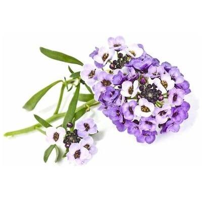 Click and Grow® sadenice Lobulária prímorská (tarica prímorská) 3ks