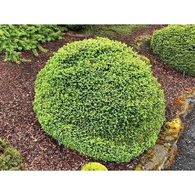 Smrek biely 'Little Gem', výška 10-20 cm, kvetináč 9 cm