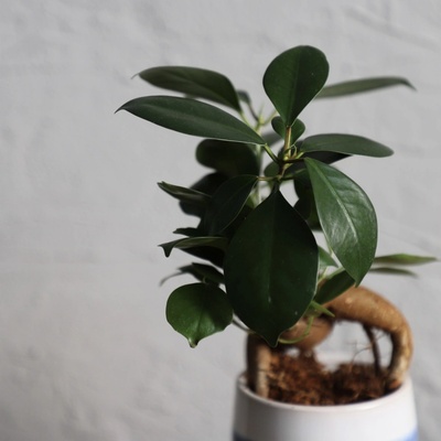 Ficus Ginseng baby