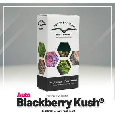 Dutch Passion AUTO Blackberry Kush semienka neobsahujú THC 7 ks