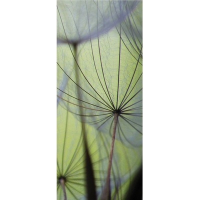 Preinterier DV0156 Fototapeta na stenu Púpava vlies 91cm x 211cm