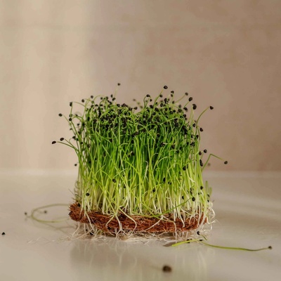 Tiny Greens Pórek BIO semínka na klíčení a 200 g