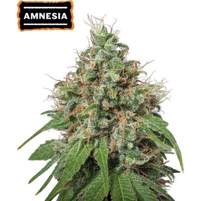 Seedstockers Amnesia semienka neobsahujú THC 25 ks