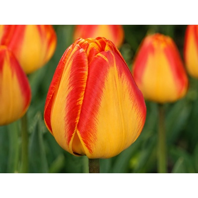 Tulipán 'Banjaluka' 5 ks Velikost: 10/11