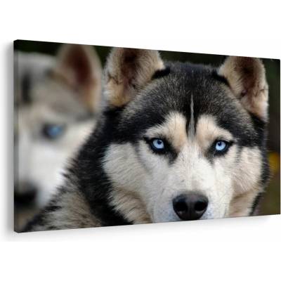 Obraz psa husky, jednodielne 120x80 cm