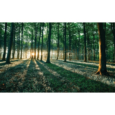 Preinterier FT4652 Fototapeta na stenu Les vlies 104cm x 70cm